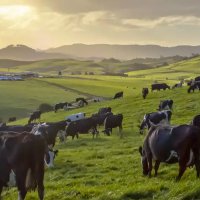 Bị bác đơn định cư New Zealand vì dính cáo buộc giết người tại quê nhà