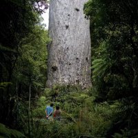 Du lịch New Zealand tự túc: 10 cung đường 'phượt' road trip đẹp nhất