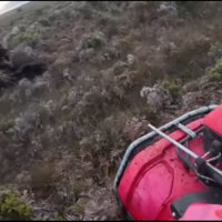 New Zealand điều tra vụ con bò bị đối xử tàn nhẫn trong đoạn video lan truyền