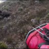 New Zealand điều tra vụ con bò bị đối xử tàn nhẫn trong đoạn video lan truyền