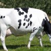 Mỹ mở hạn ngạch 300.000 tấn thịt bò: Doanh nghiệp NZ trước lo ngại cạnh tranh